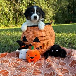 Nymph - Black tri-color female Australian Shepherd puppy in Weeki Wachee, Florida from Ace of Spades Australian Shepherds