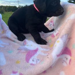Female 2 - Black female Labrador Retriever puppy in Centerville, Pennsylvania from Rose Haven Farm