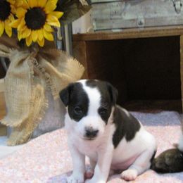 Jack Russell Terrier Puppies from Spritely Jack Russell Terriers