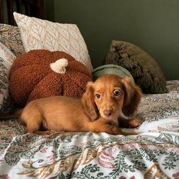 Belle - Red female Dachshund puppy in Virginia from Pretty Paws