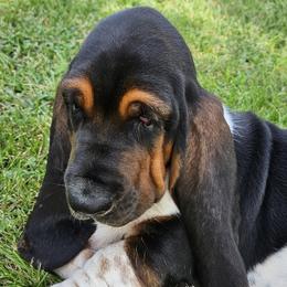Basset Hound puppies from Old River Runs