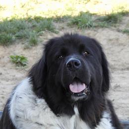 Jade - Newfoundland