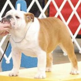 Bulldogs from By-Buls Kennel