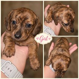 Tandy - Red female Dachshund puppy in Strong, Arkansas from Dachshunds R Us