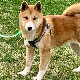 Beagles and Shiba Inu from JDCFARMS
