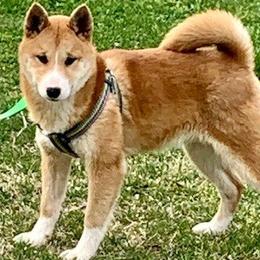 Beagles and Shiba Inu from JDCFARMS