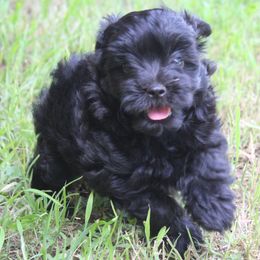 Nibbles - Black male Maltipoo puppy in Arkansas from Harper's Pups