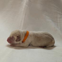 Dilute Retriever and Labrador Retriever Puppies from LC Hunting Labs, LLC.