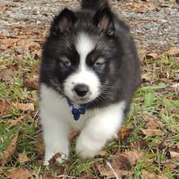 Pomsky and Siberian Husky Puppies from Beastly Beauties Huskies & Pomskies