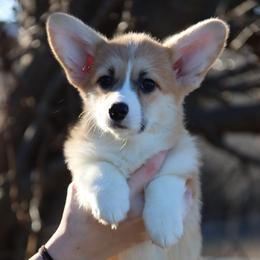 Yola - Red female Pembroke Welsh Corgi puppy in Pollock, Missouri from Northstar