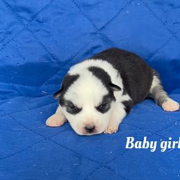 Baby girl 4 - Black and white female Siberian Husky puppy in Ocala, Florida from Florida Husky Puppies