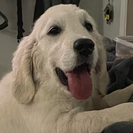 Ella - Golden Retriever