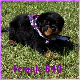 Female 640 - Black and mahogany female Rottweiler puppy in Ocala, Florida from Southeast Companion & Protection Dogs