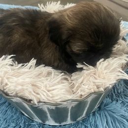 Cavapoo and Shihpoo Puppies from Haus of Doodles