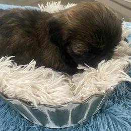 Cavapoo and Shihpoo Puppies from Haus of Doodles