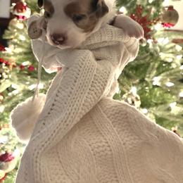 Miniature Australian Shepherd Puppies from Mid-Plains Mini Aussies