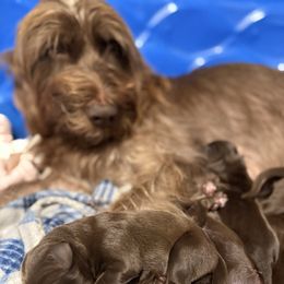 Boy 3 - Liver male Pudelpointer puppy in Sioux Falls, South Dakota from Saddle Creek Kennels