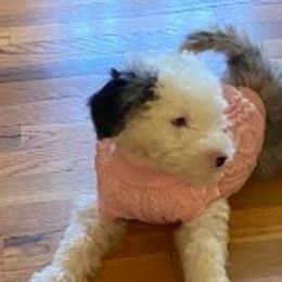 Havanese and Sheepadoodles from Mountain Dream Acres