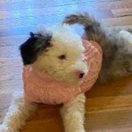 Havanese and Sheepadoodles from Mountain Dream Acres
