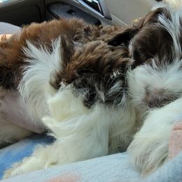 Cockapoo Puppies from Golden Paws