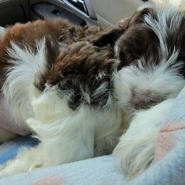Cockapoo Puppies from Golden Paws