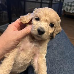 Blondie - Cream female Goldendoodle puppy in Prosperity, Pennsylvania from Stelladoodles & Company