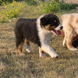 Dynamite (Red) - Black tri-color male Australian Shepherd puppy in Vona, Colorado from Dyna Aussies