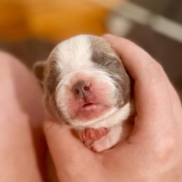Bagel - Blue fawn male French Bulldog puppy in Opelika, Alabama from Fancy Face Frenchies