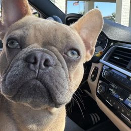 French Bulldogs from Downtown frenchies