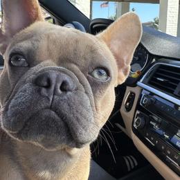 French Bulldogs from Downtown frenchies