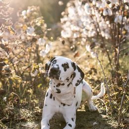 Dalmatian puppies from Golden Retrievers of South Carolina