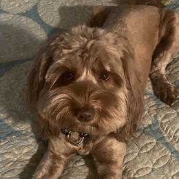 Delfina - Australian Labradoodle