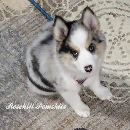 Pomsky Puppies from Rosehill Pomskies
