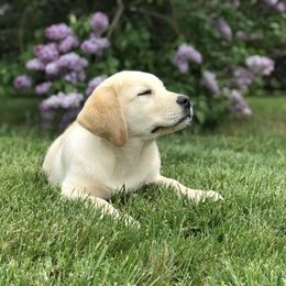 Labrador Retriever Puppies from Angelita Crawford