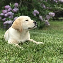 Labrador Retriever Puppies from Angelita Crawford