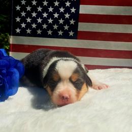 Phyllis Wheatly - Black and white female American Corgi puppy in Gouverneur, New York from St. Lawrence Corgis