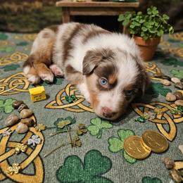8 red merle male - Red merle male Miniature American Shepherd puppy in Placentia, California from Tru Cal Aussies