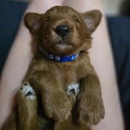 Goldendoodle Puppies from Hawkins Heritage Goldendoodles