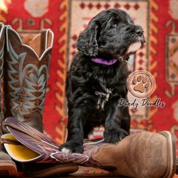 Purple Boy - Black male Goldendoodle puppy in Ocala, Florida from Dandy Doodles