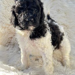 Goldendoodle and Poodle Puppies from Elizabeth Rocha's Doodles