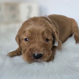 SILVER - Dark golden male Golden Retriever puppy in Grand Terrace, California from Southern Golden Retrievers