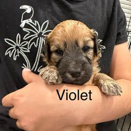 Violet purple collar - Brown female Whoodle puppy in Pima, Arizona from Schmidt's K9s