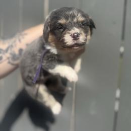 Capri (purple) - Blue female Pembroke Welsh Corgi puppy in East Oakdale, California from Rhettro Kennels