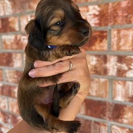 Duke - Cream male Dachshund puppy in Deming, New Mexico from FoxieDoxies of New Mexico