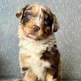 Nadia - Red merle female Australian Shepherd puppy in West Union, Iowa from Boundless Hearts Australian Shepherds LLC