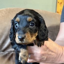 Sophie - Black and tan female Dachshund puppy in Paoli, Oklahoma from Dobbins Dachshunds
