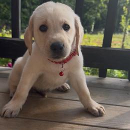 Hunter - Yellow male Labrador Retriever puppy in Marietta, South Carolina from Trust in the Lord Labradors