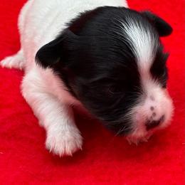 Tri girl - White black and tan female Papillon puppy in Frostproof, Florida from Sequence Papillon