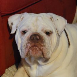 Belle - Bulldog