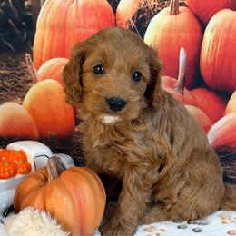 Zeb - Red male Cavapoo puppy in Lebanon, Missouri from Danielle’s Doodles